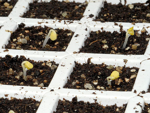 Fase da germinação: leva-se 2 dias