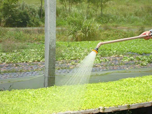 Fertirrigação: irrigação com sais (fósforo, boro, cálcio, magnésio, etc) para agir no metabolismo das plantas e deixá-las mais fortalecidas.