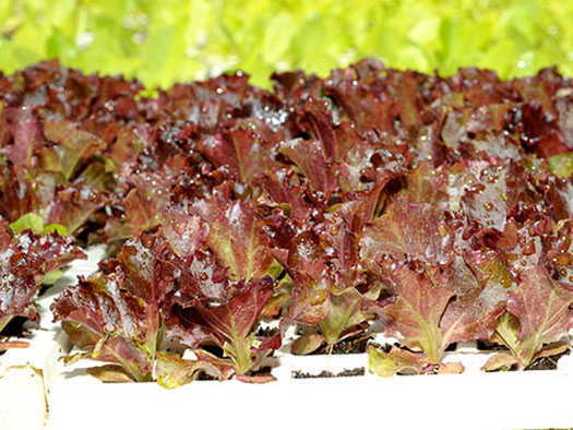 Planta com 18 dias