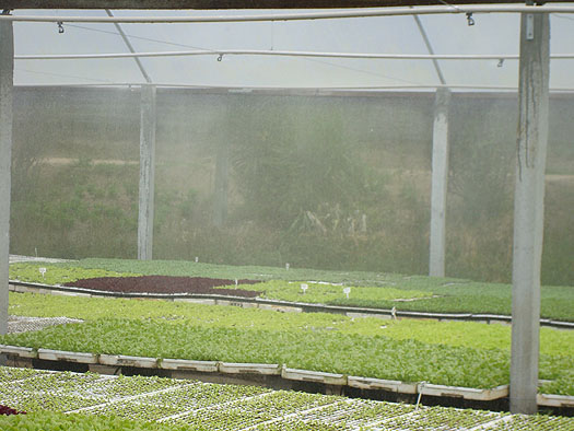Irrigação no viveiro. Obs: As plantas permanecem no viveiro por um período de 15 a 20 dias antes de serem transferidas para as estufas de hidroponia