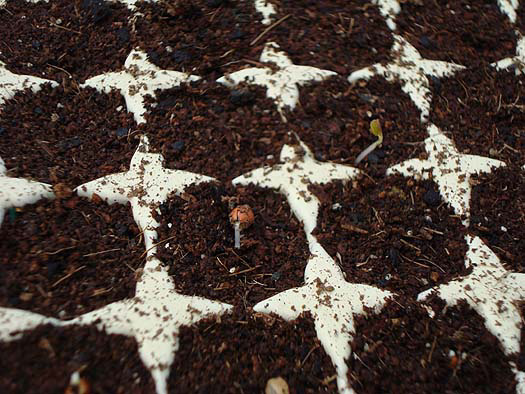 Fase da germinação: 2 a 3 dias para germinar