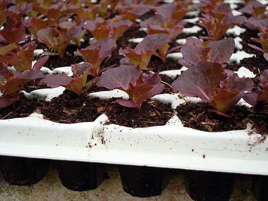Planta com 15 dias