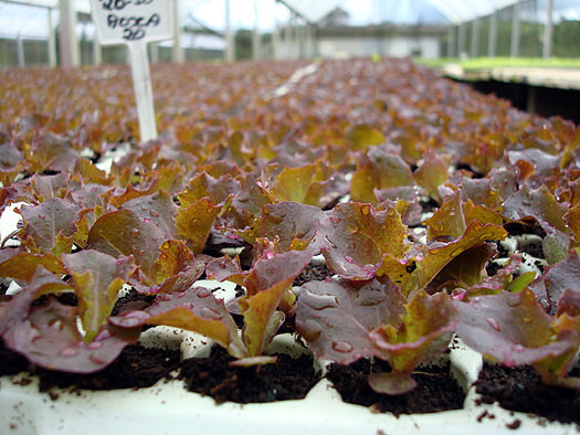 Planta com 15 dias